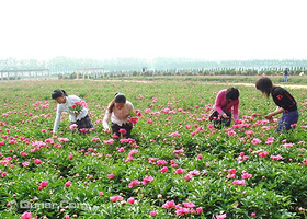 昆仑药用植物观光园