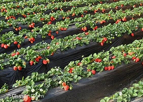 昌平昌盛采摘园