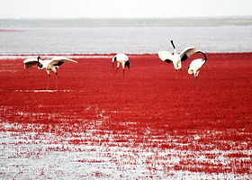 红海旅游区