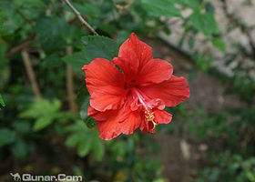 芳香植物生态观光园