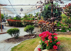 孙桥现代农业园