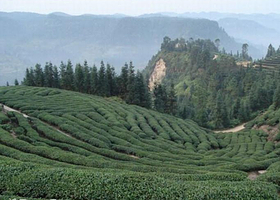 黄蜂窝茶山