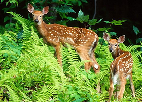 铁布自然保护区