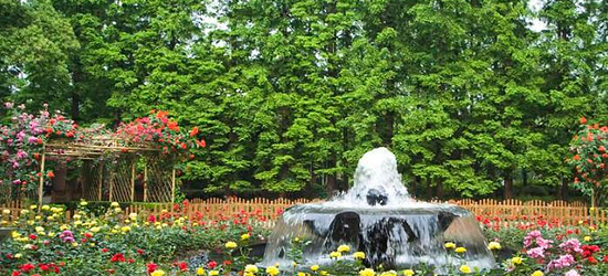 泗阳县月季园门票,泗阳县月季园门票预订,泗阳