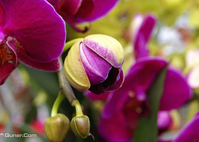 蔬菜花卉科技园