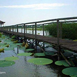 洪湖生态旅游风景区