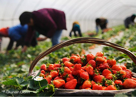 万奥农庄草莓采摘