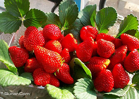 北京多多美庄园