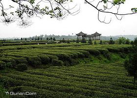 御海湾生态观光茶园