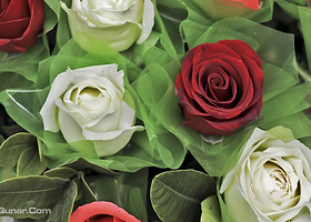 甬道街花鸟市场