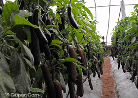 司马庄蔬菜观光园