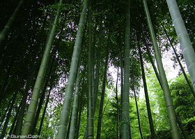 竹柳生态观光园