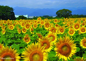 索菲亚薰衣草花海影视基地