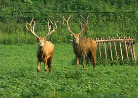 榆垡万亩森林公园