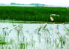 东平湖湿地