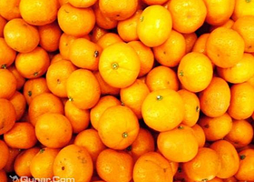 抚州元宝山南丰蜜桔园