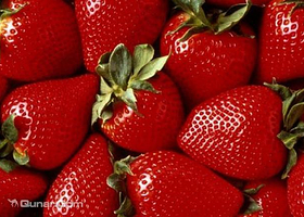 大连旅顺久香草莓园