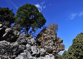 攀枝花绿石林