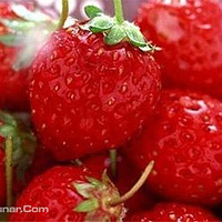 杨城寨采摘基地(杨城寨草莓采摘协会)