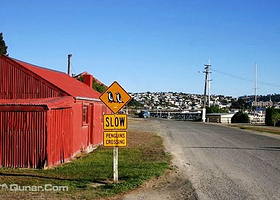 奥马鲁小蓝企鹅栖息地