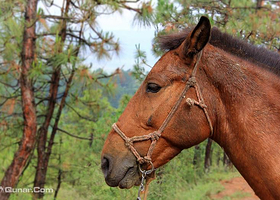 云南拉市海南尧马场