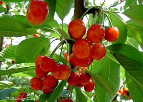 平漾樱桃采摘园