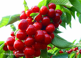 余姚梁弄黄埔岭樱桃采摘