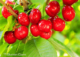 运河鑫宇种植园