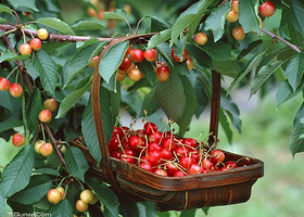 加泰兴全采摘樱桃园