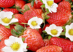 农兴农场草莓采摘