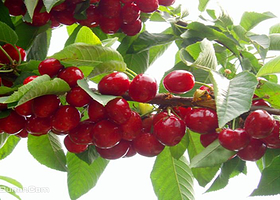 锦秀源生态基地樱桃采摘园