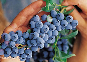 藏马山蓝莓采摘园