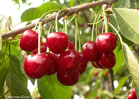 北京吉祥苑采摘园