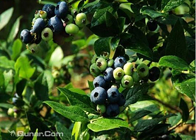 蓝健蓝莓生态园