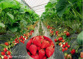 杨氏草莓生态园