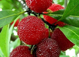 茶山丁岙杨梅采摘