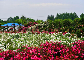 上海香薇玫瑰园