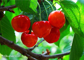 利群樱桃采摘园