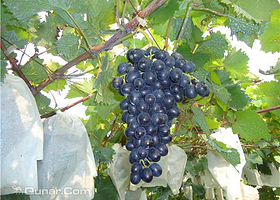 北京香逸葡萄大观园