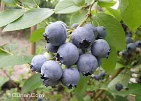 新昌沙溪开口岩村蓝莓采摘