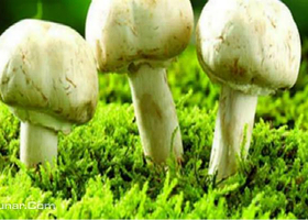 战友蘑菇采摘观光园