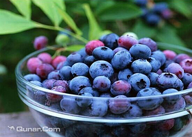 崂山蓝莓生态园