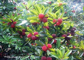 永辉杨梅生态果园