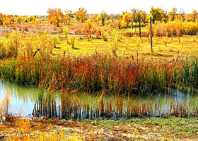 白哈巴国家森林公园