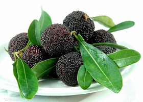 慈溪杨梅采摘园