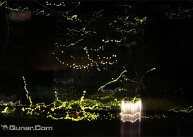 国鸿生态园萤火虫主题园