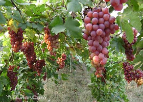 晨宇葡萄园采摘