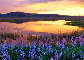 紫海鹭缘浪漫庄园