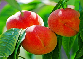 平谷京东桃源采摘园