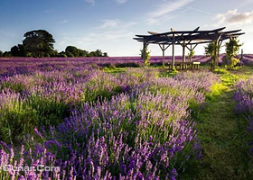 湖北紫海薰衣草庄园